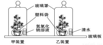 植物生命活动研究实验解析